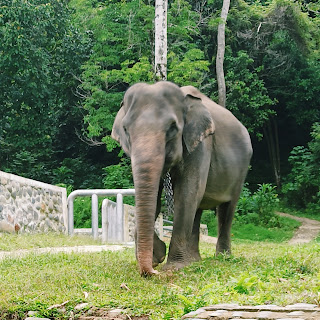 Konservasi gajah tangkahan