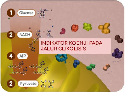 Indikator Koentji Pada Jalur Glikolisis