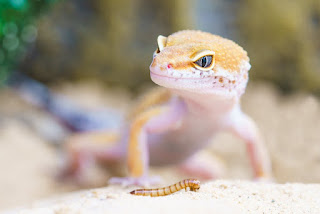How often do lizards eat
