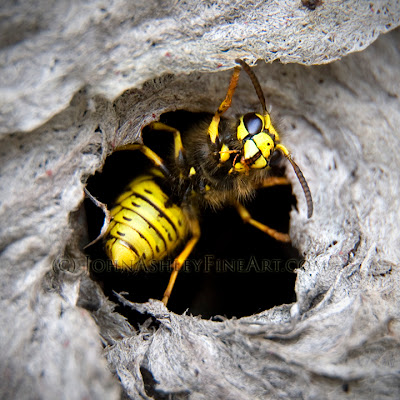 Western yellowjacket (c) John Ashley