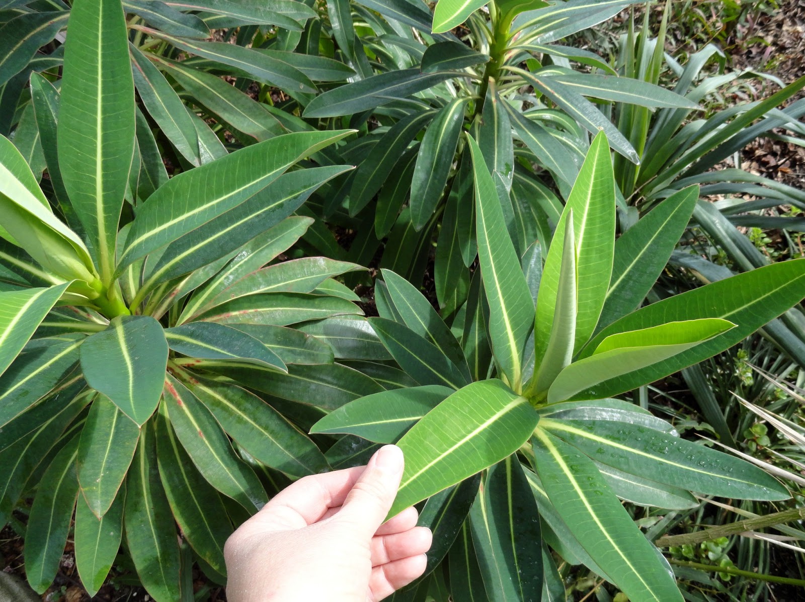 Tall Landscaping Plants