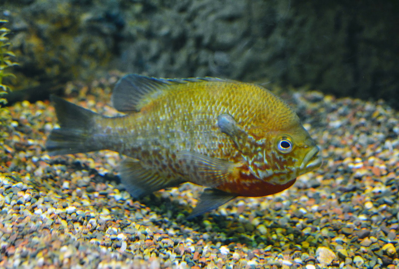 Virginia Fishes: Redbreast sunfish fry development