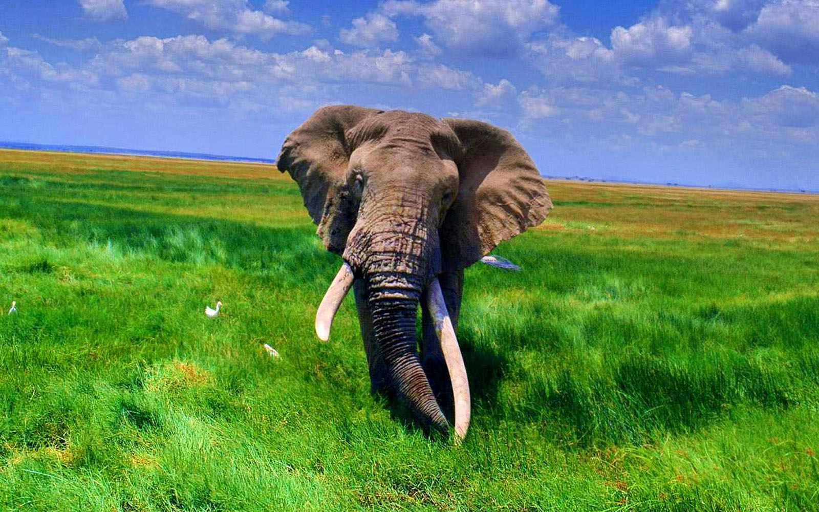 Wallpapers African Elephant Wallpapers HD Wallpapers Download Free Images Wallpaper [wallpaper981.blogspot.com]