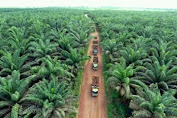 Bukan Hanya PT Socfin, Ternyata Delima Makmur dan PLB Juga Belum Indahkan Kebun Pola Kemitraan