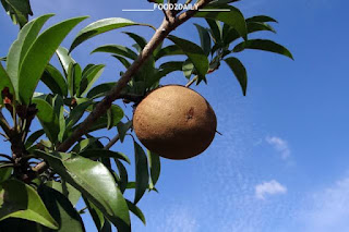 FULL DETAILS ABOUT SAPODILLA, sapodilla,sapodilla tree,sapodilla plant,how to grow sapodilla,sapodilla fruit,tikal sapodilla,growing sapodilla,air layering sapodilla tree,how to grow sapodilla from seed,sapodilla ice cream,silas woods sapodilla,sapodilla grafting,when to pick sapodilla,what is a sapodilla tree,grafting sapodilla tree,sapodilla bonsai,sapodilla sapota,sapodilla in container,south florida sapodilla,grow sapodilla in south florida,sapodilla in phoenix,grow sapodilla,sapodilla farm,sapodilla fruit taste 