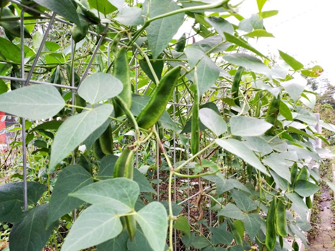 Kacang Koro, Sayuran Kaya Vitamin Baik untuk kesehatan