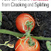 How to Prevent Tomatoes from Cracking and Spliiting