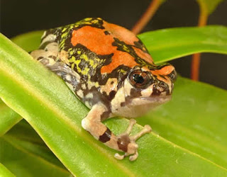 Weirdest Frogs On Earth Malagasy Rainbow Frog