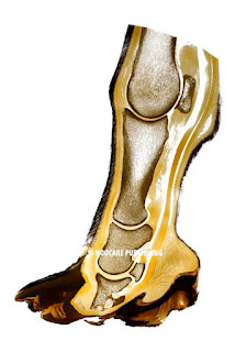 plastination of chronic laminitis limb/plastinate.com