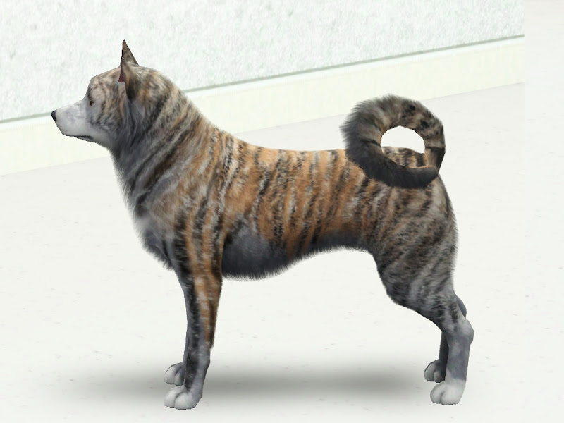 new akita inu breed with 5 colours by zebrafinch title=