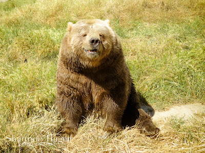 Shannon Hager Photography, Olympic Game Park, Bear