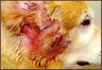 Dog Eczema Picture4