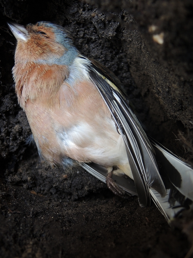 In mijn tuintje: het vogeltje dat tegen het raam vloog ...