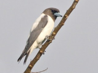 Artamo cabeza negra (Artamus monachus)