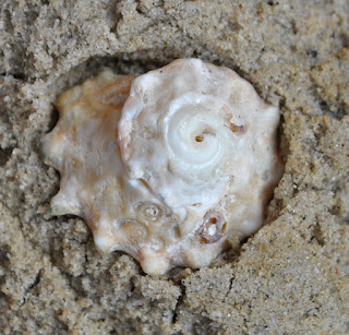 Muschel im Sand angedrückt