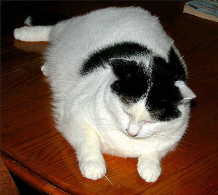 Funny Pictures: Fat Cats