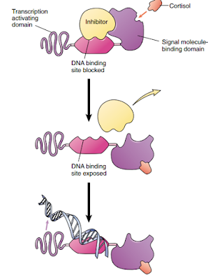 reseptor sel sebagai regulator gen