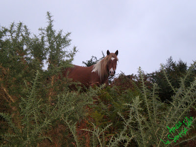 caballo oculto entre las zarzas