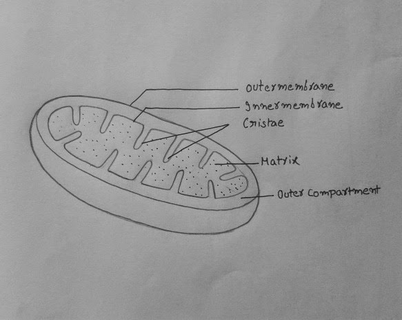 DRAW IT NEAT : How to draw Mitochondria