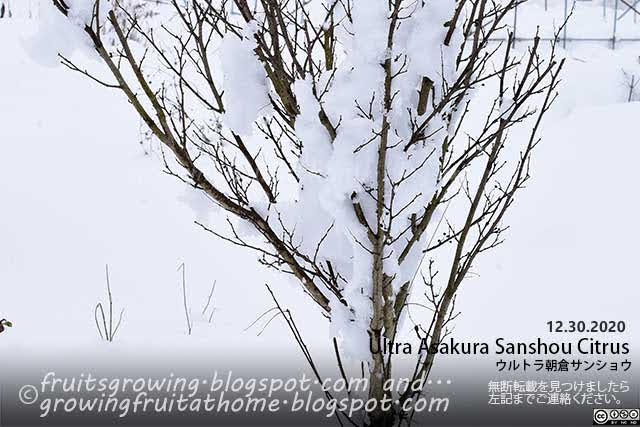 ウルトラ朝倉サンショウの木に積雪