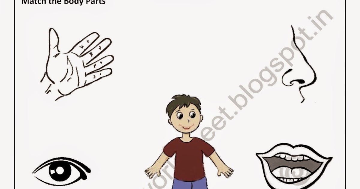 body parts evs worksheet for nursery class course