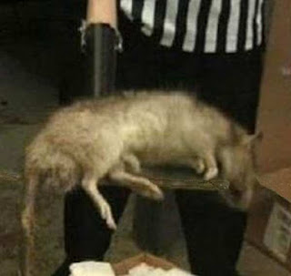 Giant rats found in east timor