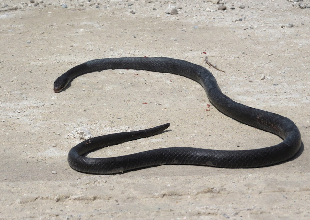 Snake - Lake Kissimmee, Florida