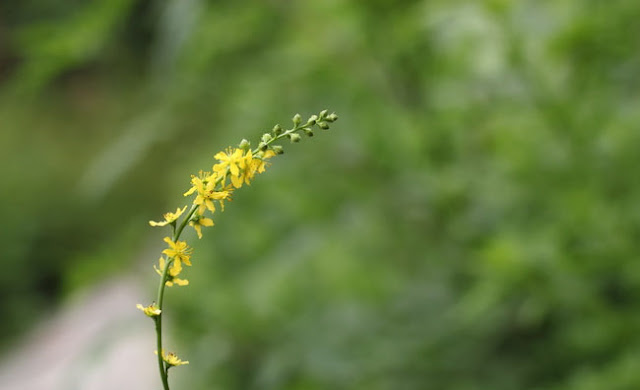 Agrimony Flowers Pictures