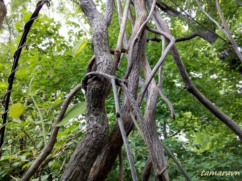 Кирказон маньчжурский / Аристолохия маньчжурская (Aristolochia manshuriensis)