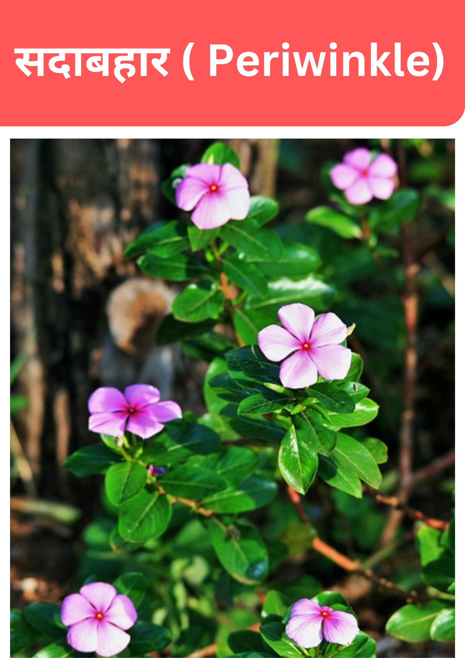 सदाबहार के फूल ( बारहमासी ) : Periwinkle flower in Hindi