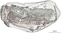 http://sciencythoughts.blogspot.co.uk/2013/07/strange-bedfellows-in-early-triassic.html