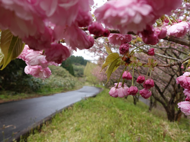 鳥取県西伯郡伯耆町小林　マウンテンストリームきしもと　カンザン（関山）