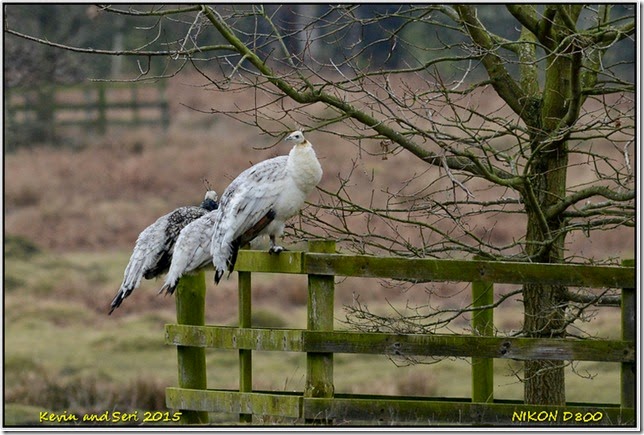 Bradgate Park - february