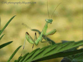 Baby Praying Mantis Picture