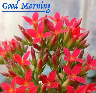 Good Morning image download, Wake up, Sunshine, Have a great day, Bright and early, Rise and shine, Greetings