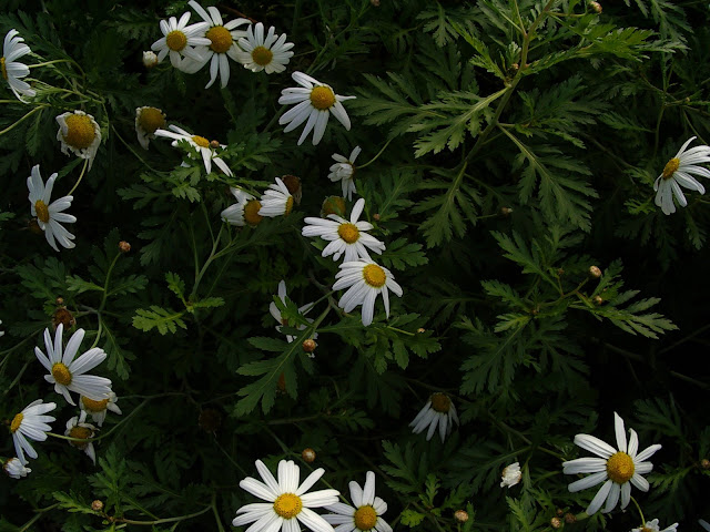 Argyranthemum webbii