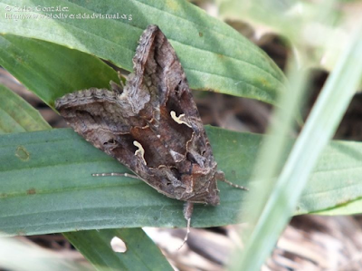 http://www.biodiversidadvirtual.org/insectarium/Autographa-gamma-img639142.html