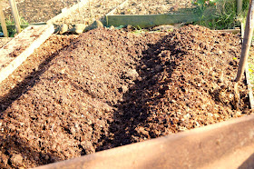 two ridged rows of potatoes ~ growourown.blogspot.com