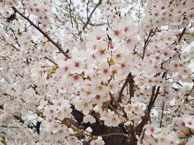 cherry blossom at anyangcheon stream