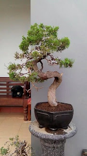 bonsai