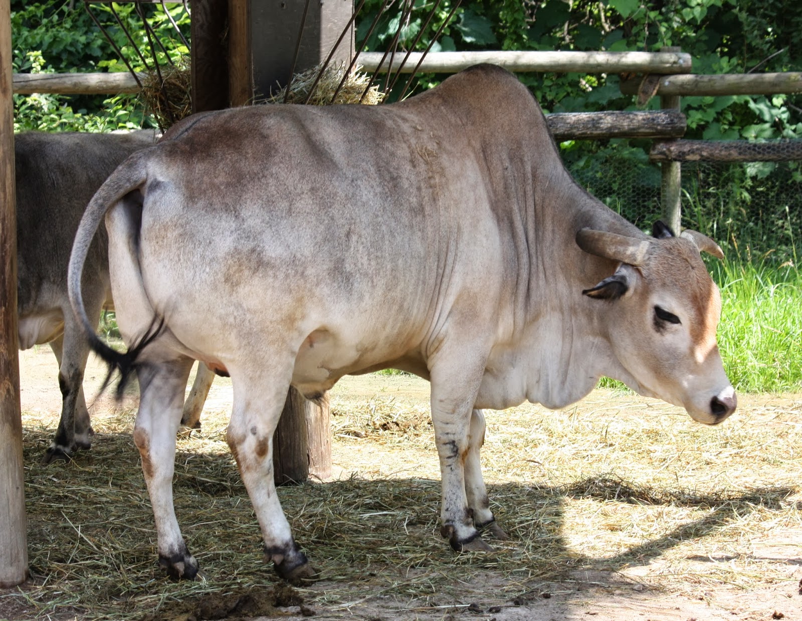 gambar sapi potong gambar sapi lucu banget dalam agama hindu