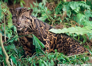 New species: Bornean Clouded Leopard!