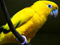 Yellow Parrot HD Wallpapers