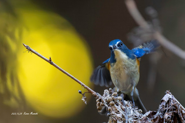 ルリビタキがツタウルシの実を食べに来ました