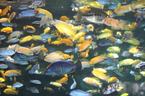 Cichlids