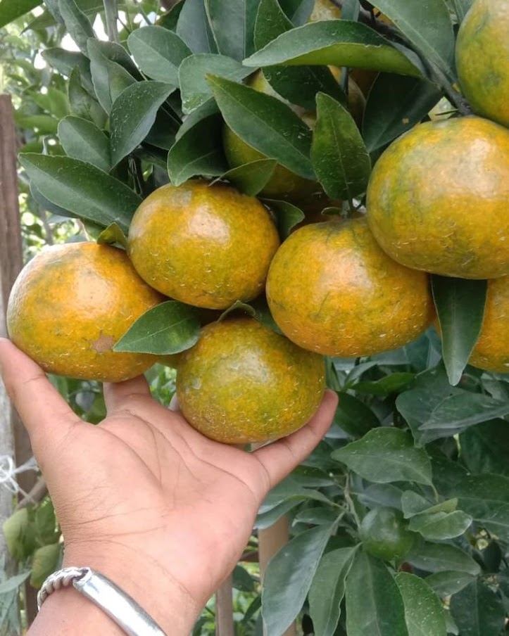 jual bibit pohon jeruk siam cepat tumbuh padang Jawa Barat