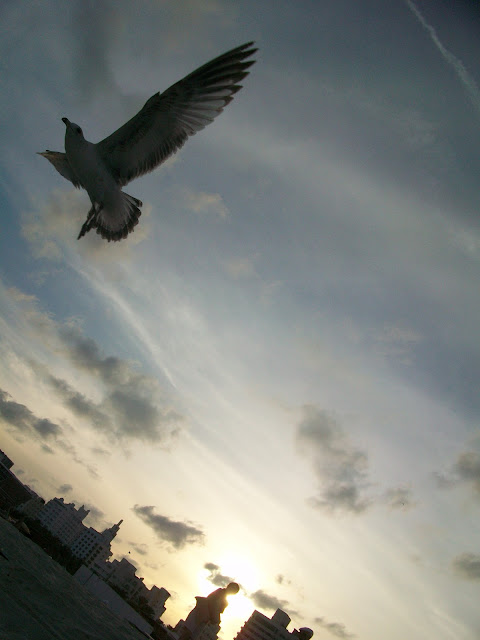 Seagulls,flying,bird