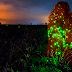Gracinha Caiado visita Parque Nacional das Emas e presencia fenômeno natural da bioluminescência