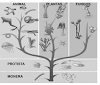 (FUVEST-2009) Uma árvore filogenética, evolutiva ou da vida, é uma representação...