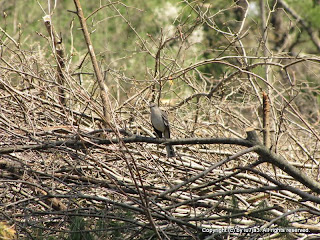 Northern Mockingbird